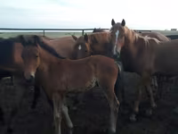 ม้าตัวเมีย, Horse breed — รูปภาพ 1