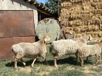 Pecora, Pecore — foto 2