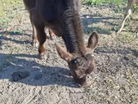 Banteng, Cattle — foto 6