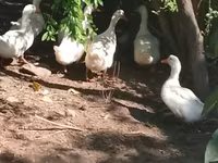 Ducks — รูปภาพ 2