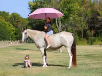 مادیان, Skyros Pony — عکس 1