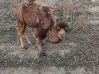 شتر نر, شتر — عکس 1