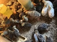 Quails — fotografija 1