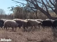 میش, Racka sheep — عکس 2