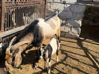 Billy Goat, Nubian Goat — photo 4