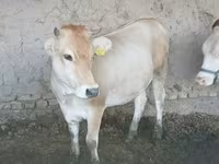 Tehén, Simmental cattle — 6. fotó