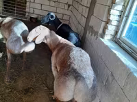 Қӯчқор, Arashan sheep — акс 3