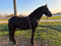 Асп, Friesian — акс 4