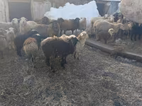Ovce, Romanov sheep — foto 2