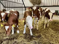 วัวตัวเมีย, Simmental cattle — รูปภาพ 3