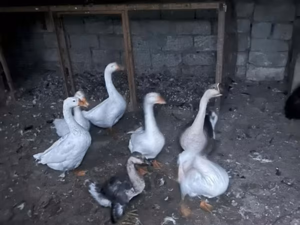 Каздар