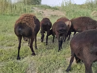 숫양, Hissar sheep — 사진 3