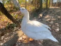 Ducks — fotografija 1