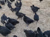 Chickens — عکس 5