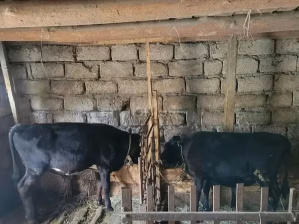 Bull, Cattle — Georgia