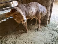 แกะตัวผู้, Arashan sheep — รูปภาพ 4