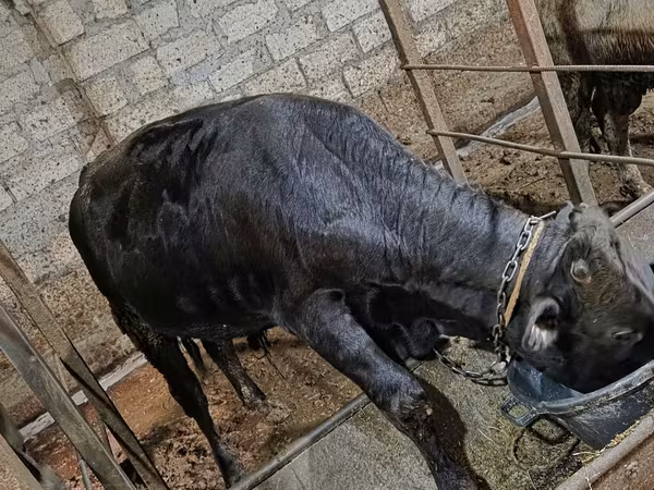 Bou, Aberdeen-Angus