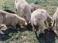 Berbec, Merino sheep — foto 7