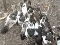 Ducks — foto 7
