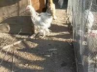 Brahma — foto 2