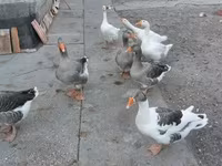 Geese — foto 2