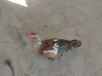 مسکوی خانگی — عکس 2