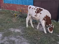 گاو نر, Simmental cattle — عکس 3