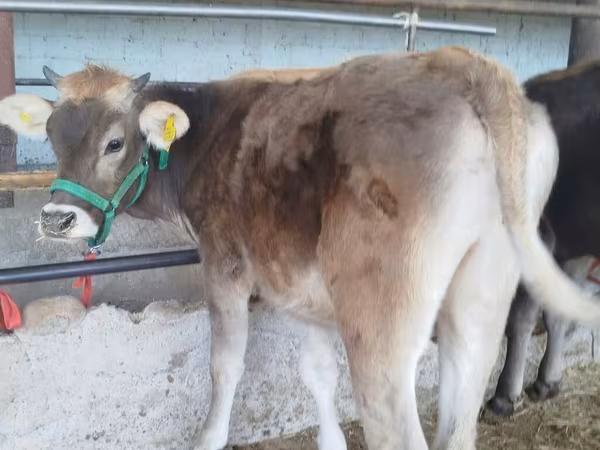 소(암수 미지정, 묶음), Swiss cattle — 키르기스스탄