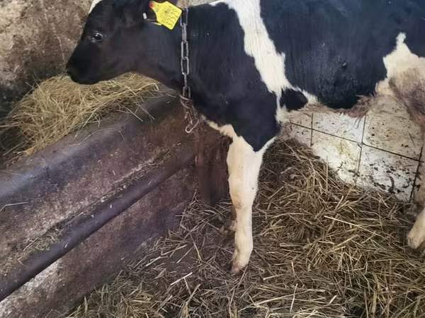 Tyre, Holstein-race