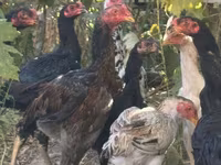 ไก่ชาโม — รูปภาพ 3