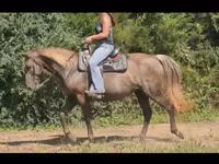 مادیان, Kentucky mountain daddle horse — عکس 4