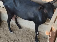 بز ماده, Alpine goat — عکس 5