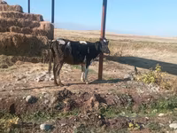 Կով, Գոլշտինյան ցեղատեսակ — լուսանկար 1