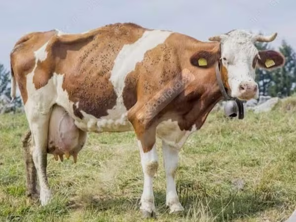 بقرة, Simmental cattle