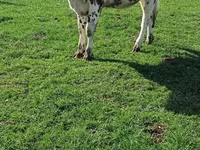 Krava, Simmental cattle — foto 2