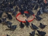 Chickens — photo 2
