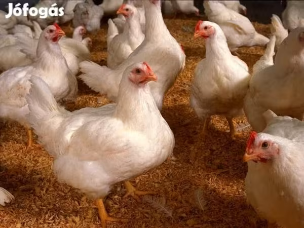 Chickens