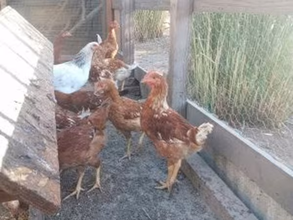 Chickens