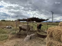 Krowa, Bydło — zdjęcie 1