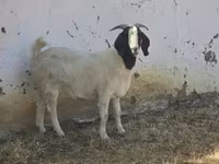 ماعز (دفعة، الجنس غير محدد), Boer goat — الصورة 4
