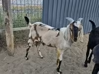 ஆண் வெள்ளாடு, Nubian Goat — புகைப்படம் 1