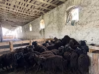 Вівця, Katum sheep — фото 4