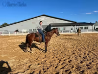 ม้าตัวผู้, Quarter Horse — รูปภาพ 4
