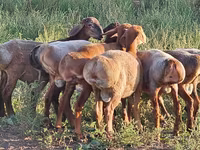 قوچ, Hissar sheep — عکس 5