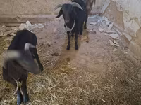 山羊（批次，未指定性别）, Goats — 照片 1