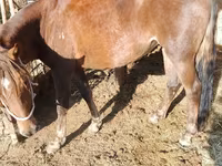 گھوڑی, French Trotter — تصویر 2