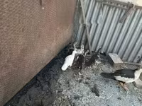 Ducks — снимка 1