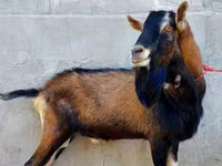 Koza, Alpine goat — zdjęcie 1