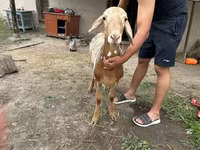 قوچ, Rhon sheep — عکس 5