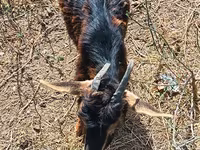 Коза, Альпийская коза — фото 2